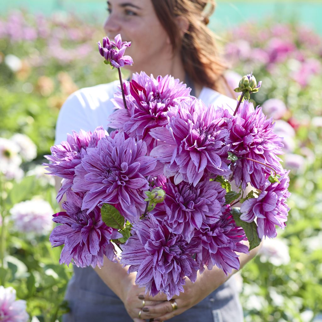 Dália gigante Nikolas Tesla