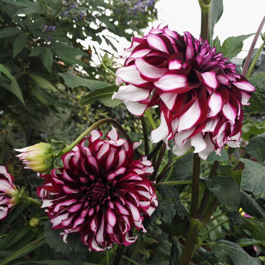 Dália gigante Contraste