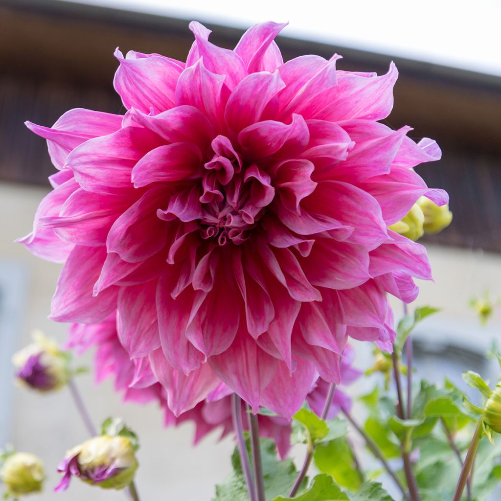 Dália gigante Emory Paul