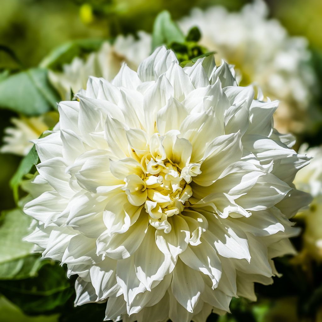 Dália gigante Fleurel