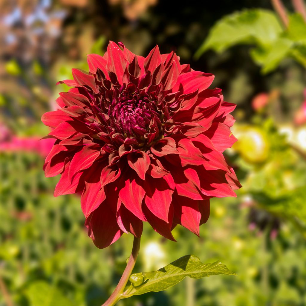 Dália gigante Mingus Alex