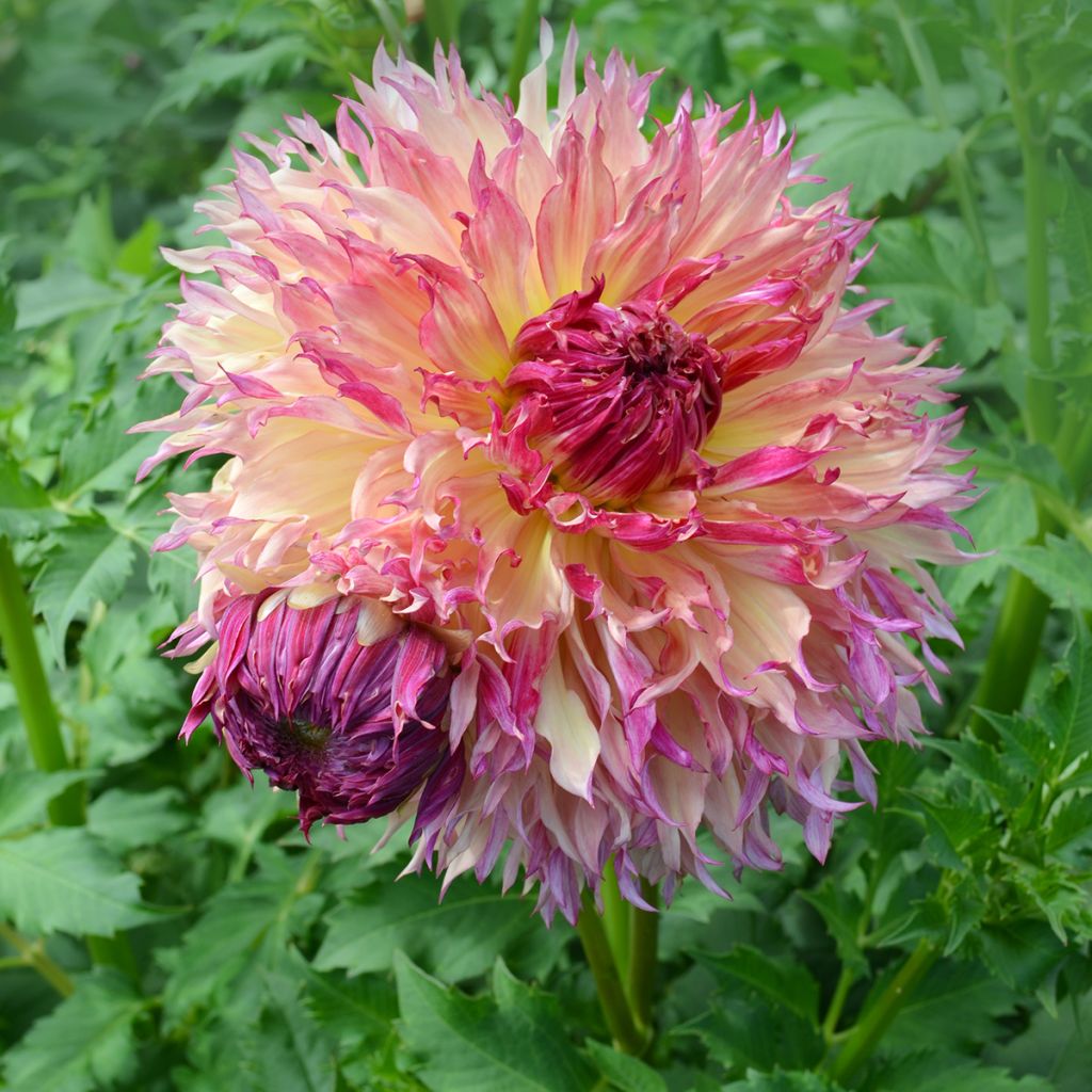 Dália gigante Myrtle's Folly