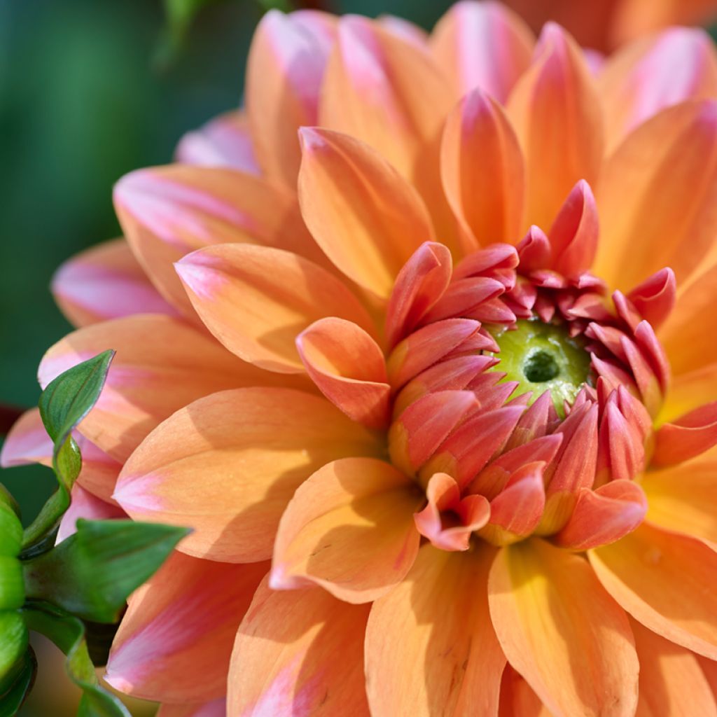 Dália anã Peaches & Vanilla