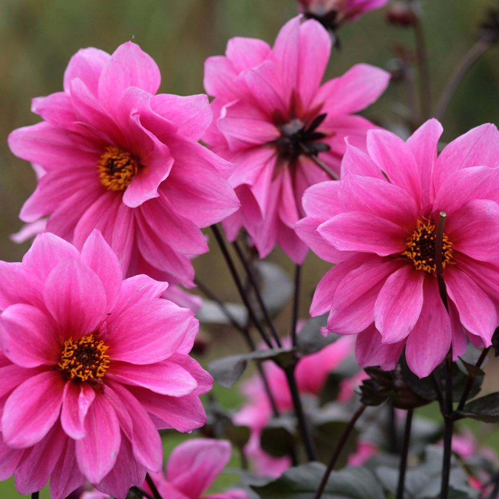 Dália anémona Fascination