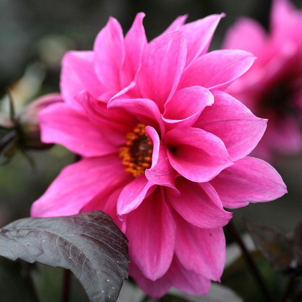 Dália anémona Fascination