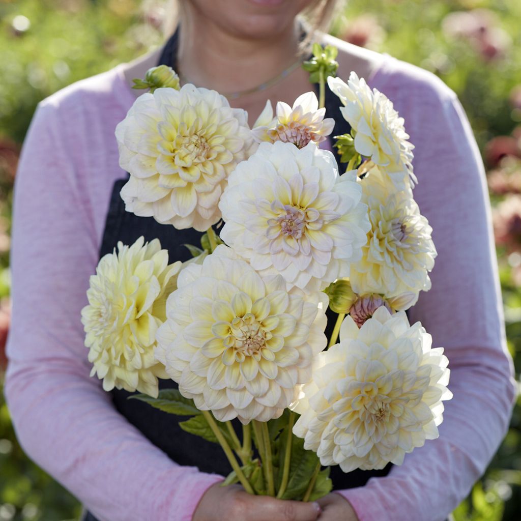 Dália decorativa Alloway Cottage