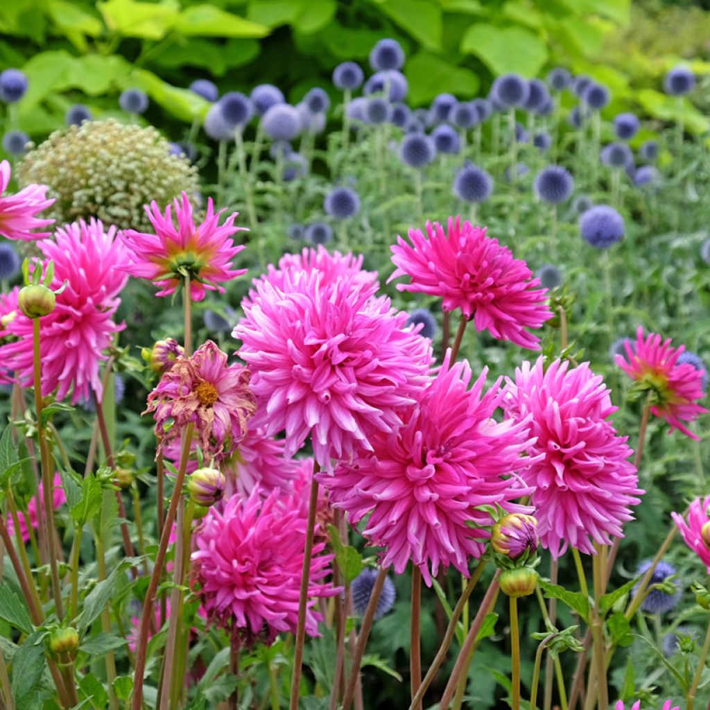 Dália semi-cactus Purple Gem