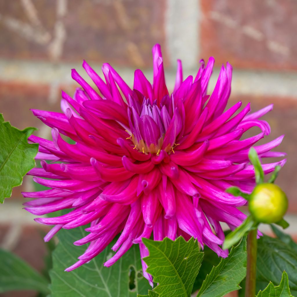 Dália semi-cactus Purple Gem