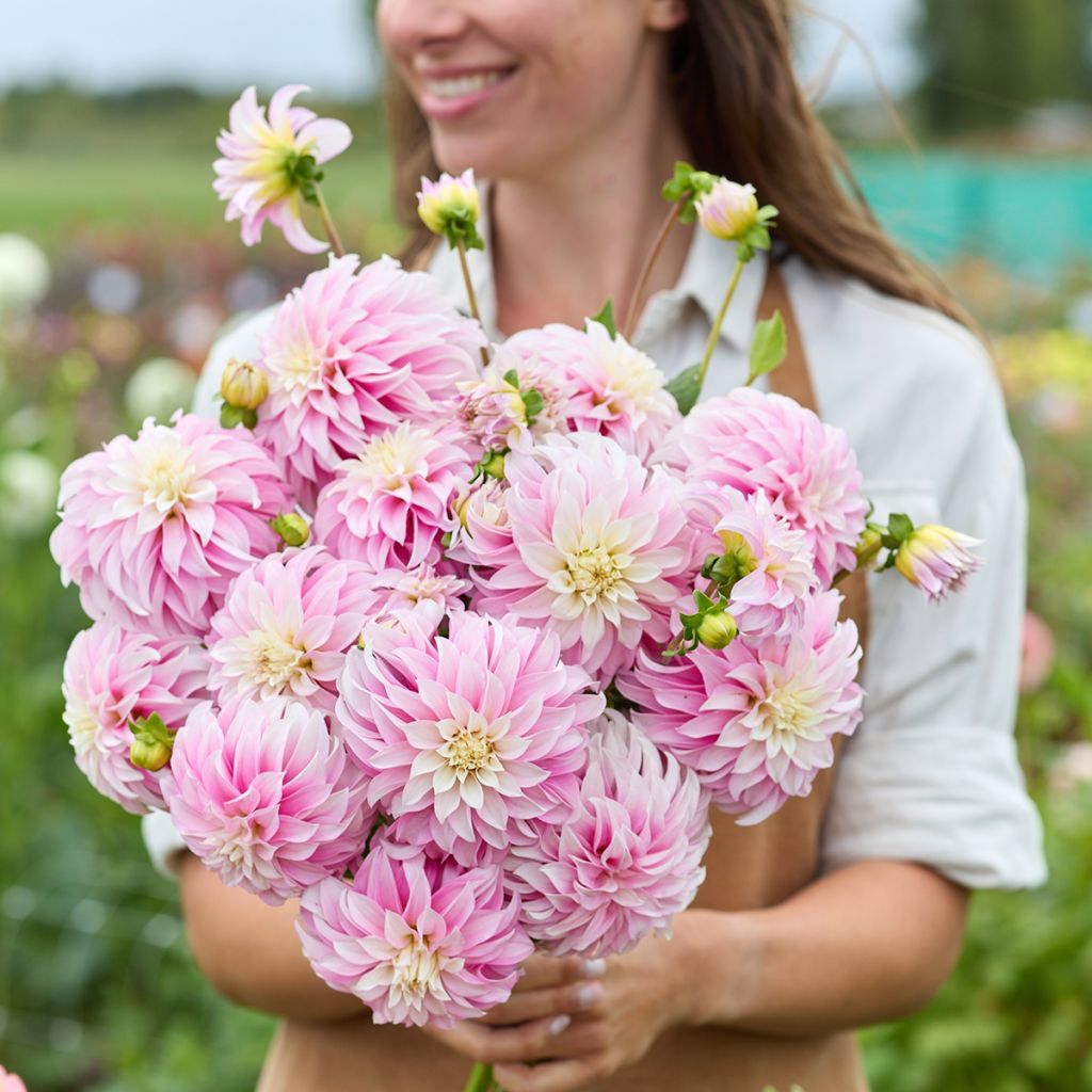 Dália decorativa Verrone’s DF