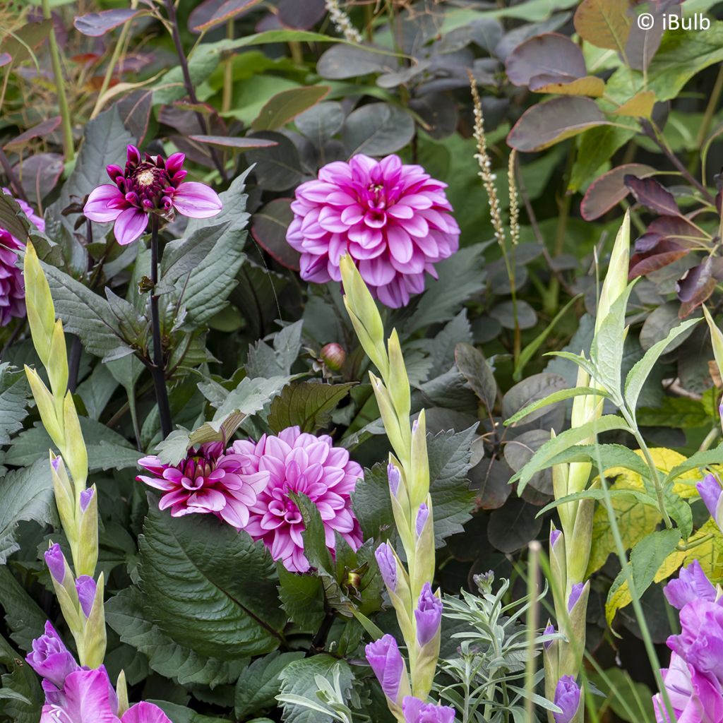 Dália anã Gardenetta® Lavender