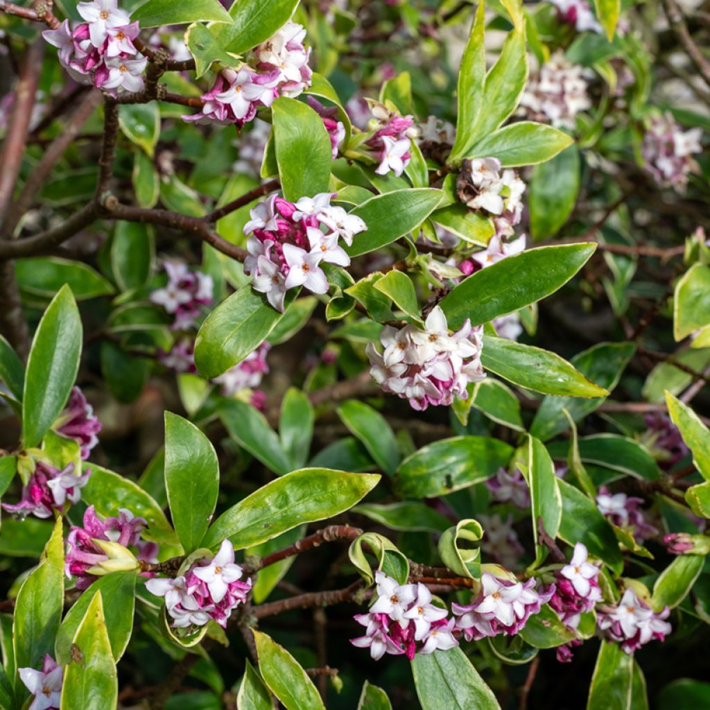 Daphne odora × bholua Perfume Princess