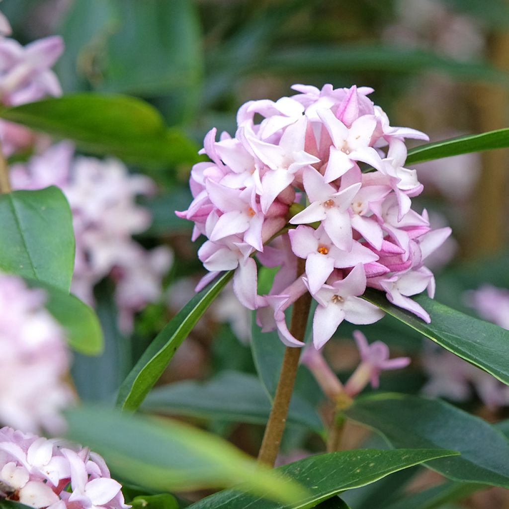 Daphne Spring Beauty