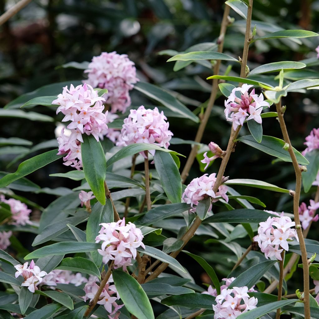 Daphne Spring Beauty