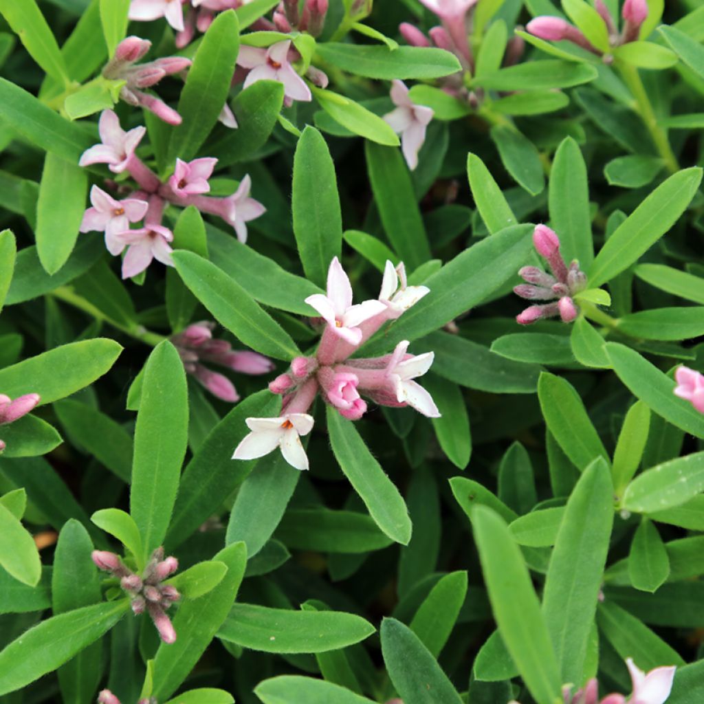Daphne burkwoodii Somerset