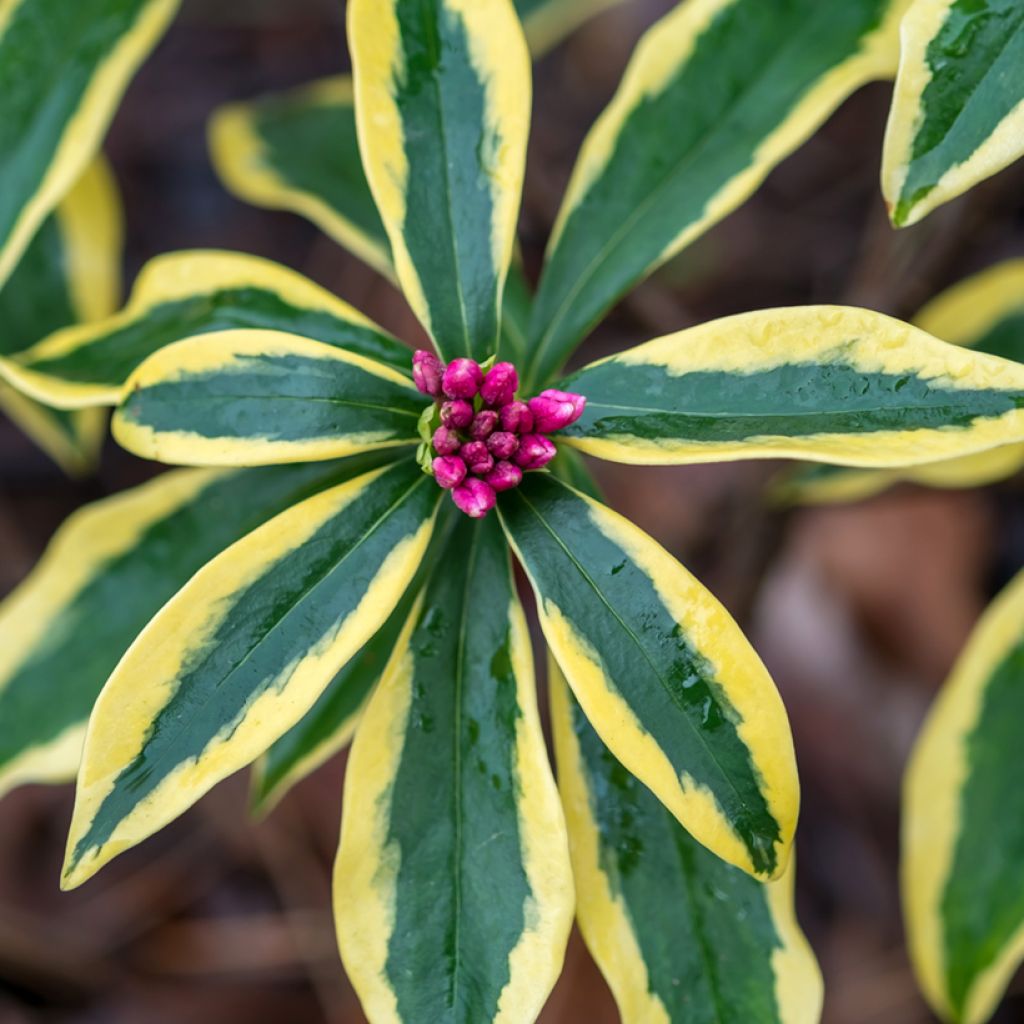 Daphne odora Marianni