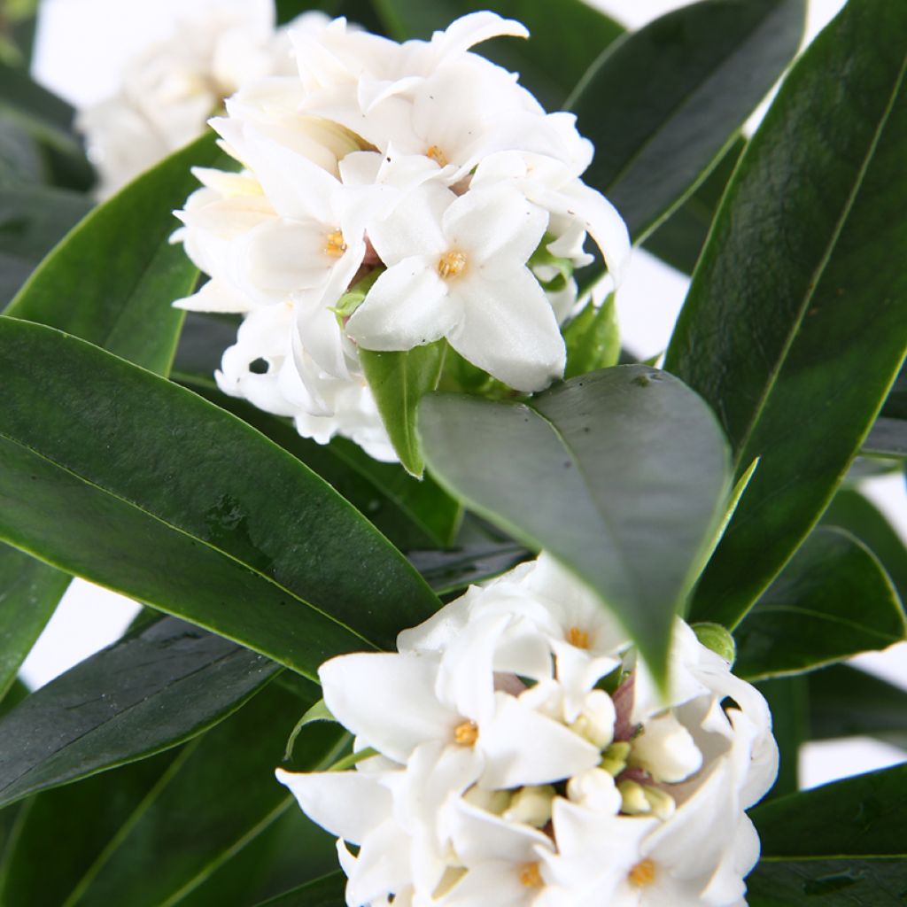 Daphne odora Perfume Princess White