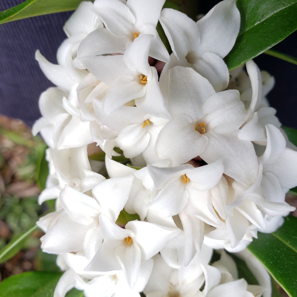 Daphne odora Perfume Princess White