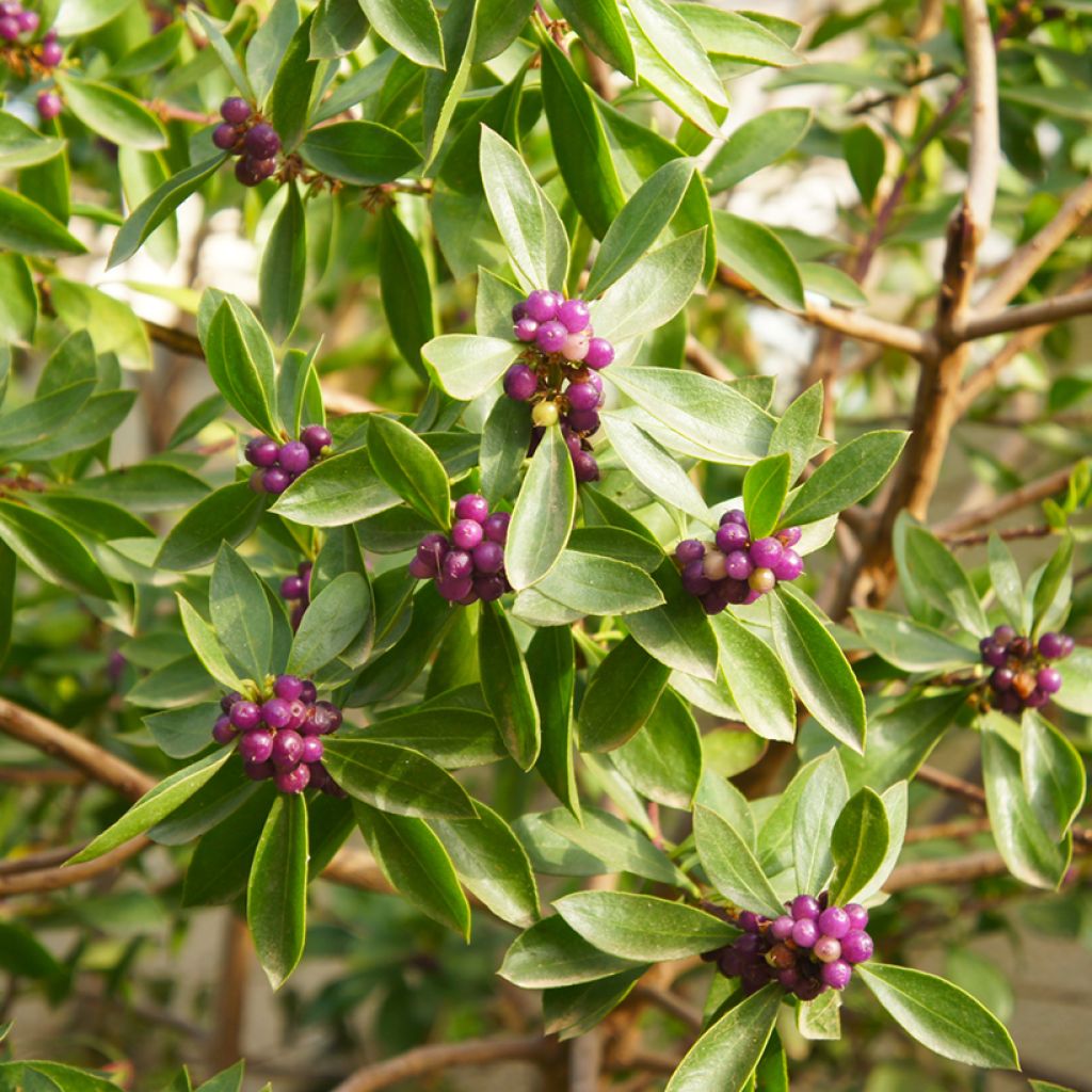 Daphne odora Sweet Amethyst