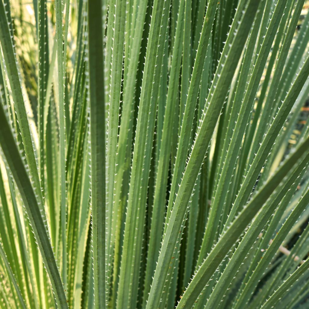 Dasylirion acrotrichum