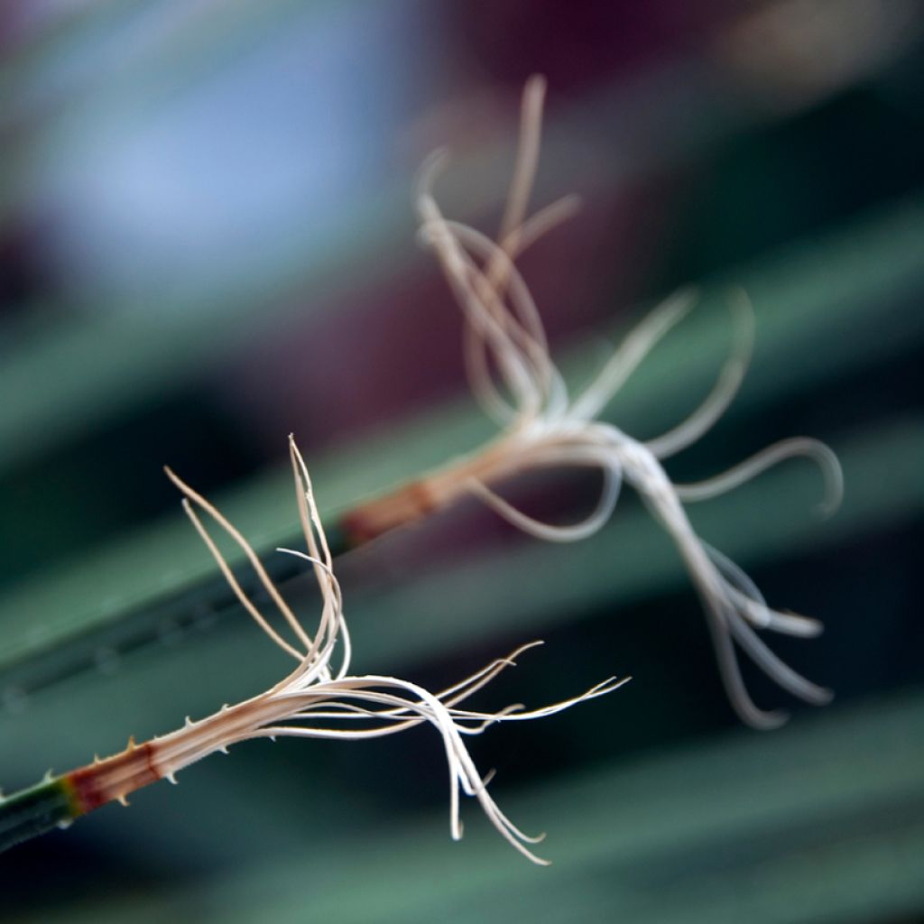 Dasylirion acrotrichum