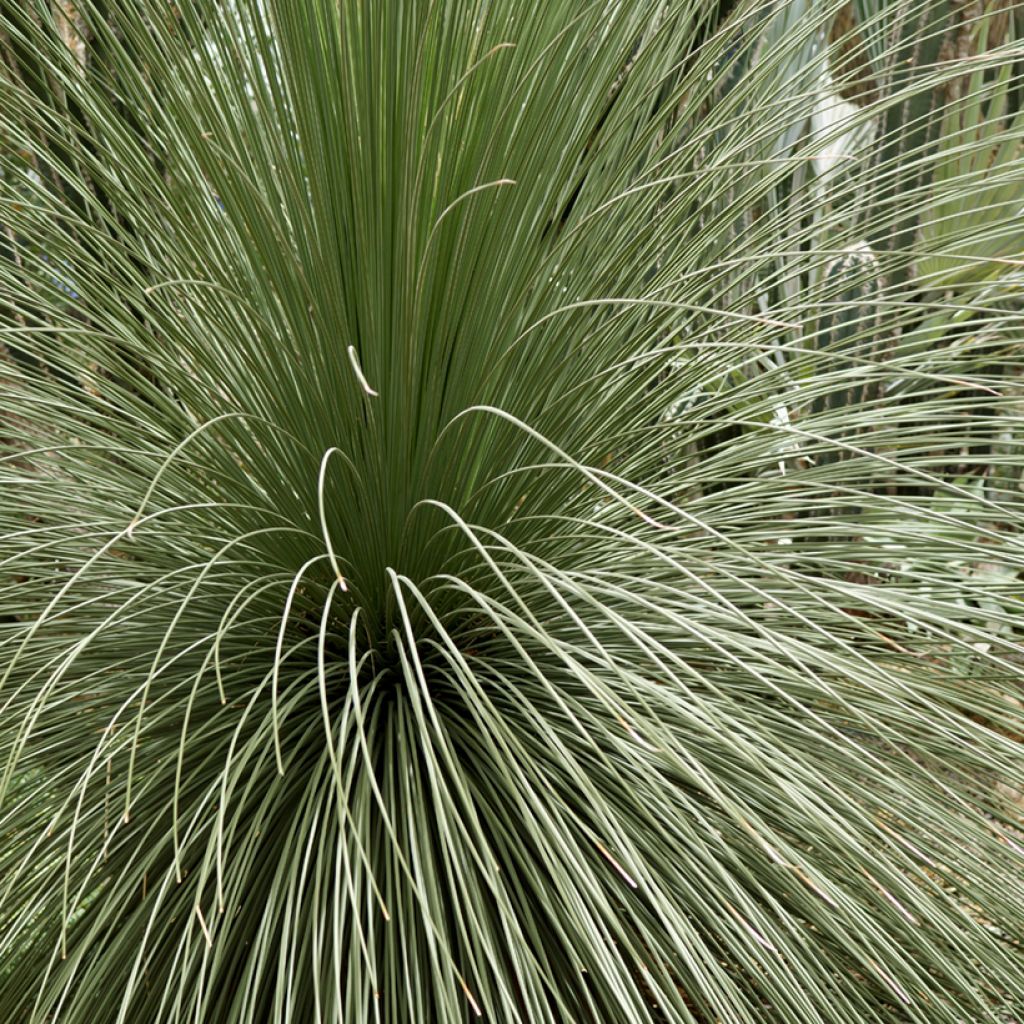 Dasylirion longissimum