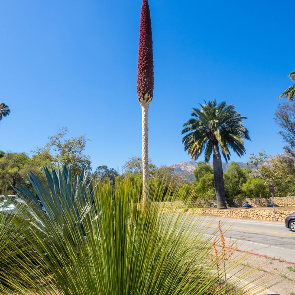 Dasylirion longissimum