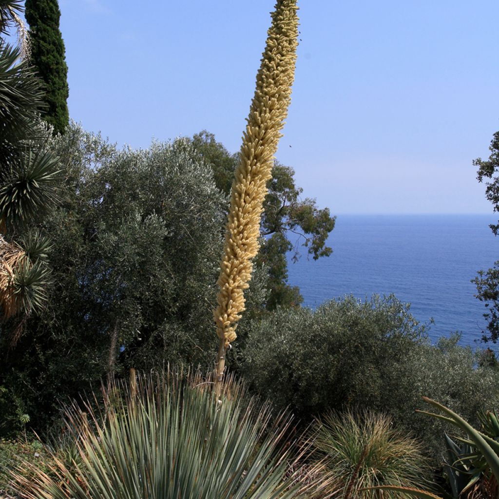 Dasylirion serratifolium