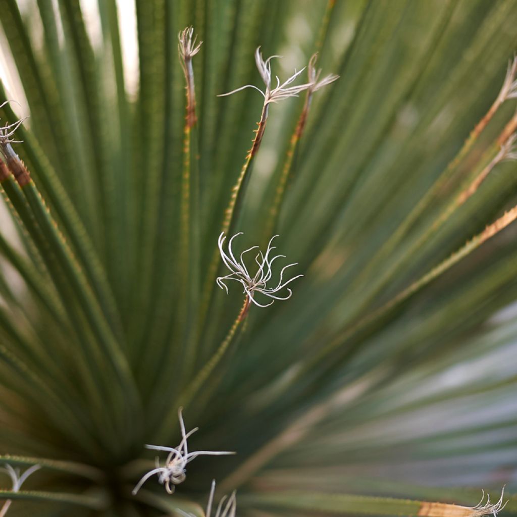 Dasylirion serratifolium