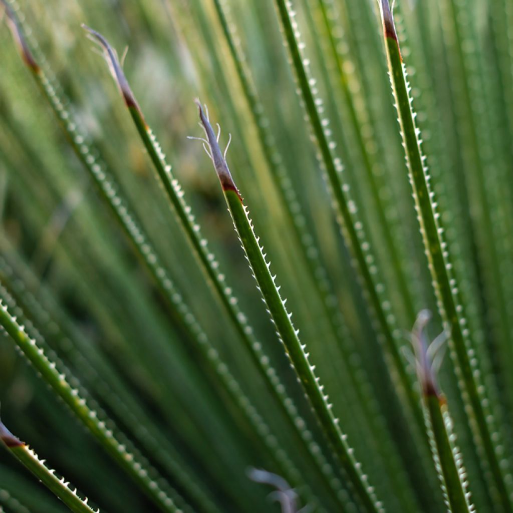 Dasylirion serratifolium