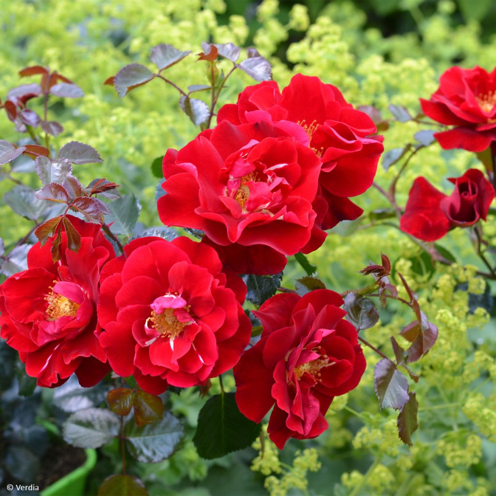 Rosier Décorosier® New Vesuvia®