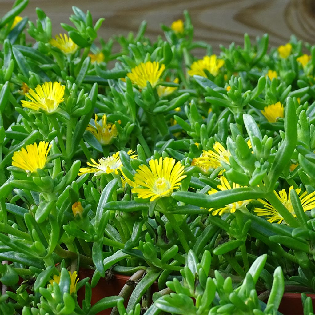 Delosperma Wheels of Wonder Golden