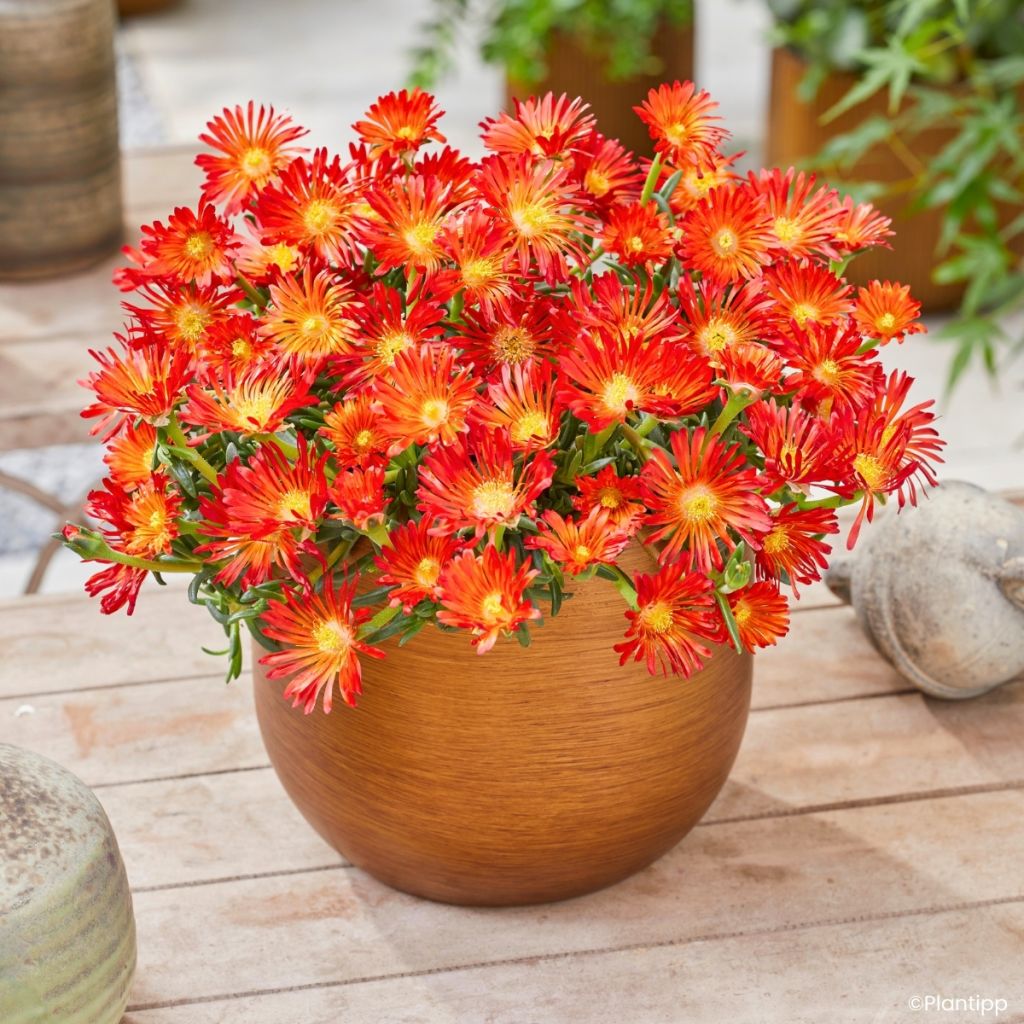 Delosperma Ocean Sunset Orange Vibe - Planta-do-gelo