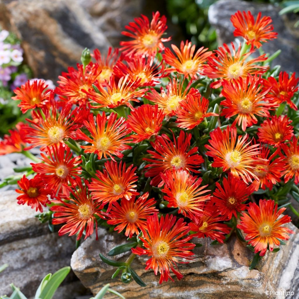 Delosperma Ocean Sunset Orange Vibe - Planta-do-gelo