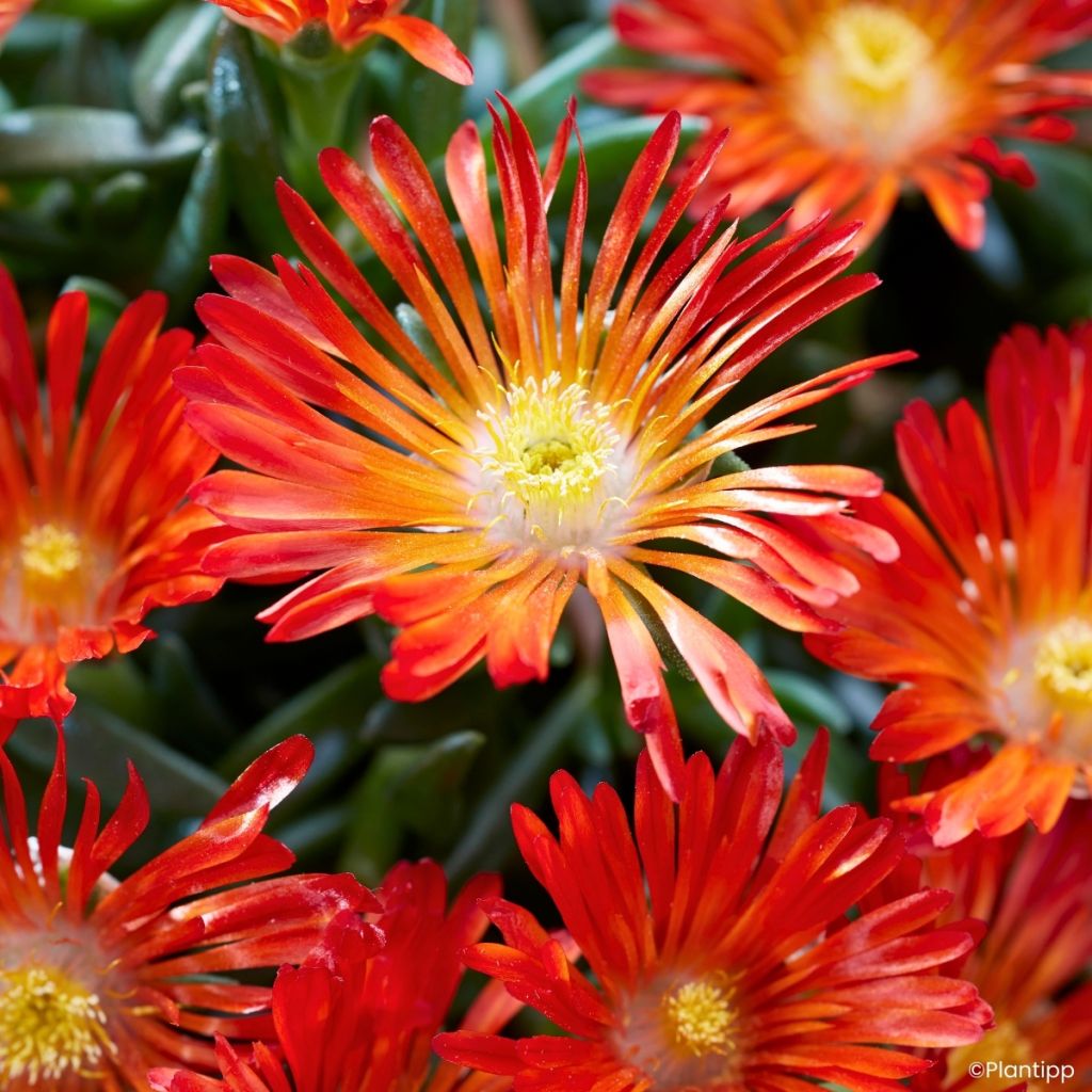 Delosperma Ocean Sunset Orange Vibe - Planta-do-gelo