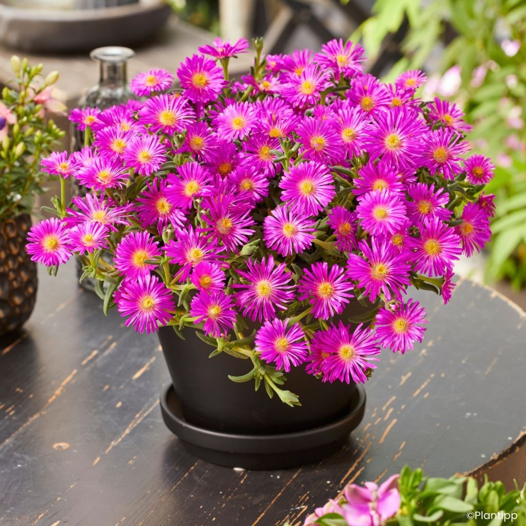 Delosperma Ocean Sunset Violet - Planta-do-gelo