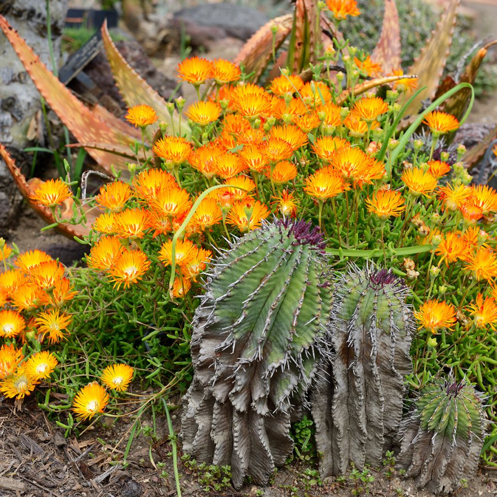 Delosperma Wheels of Wonder Orange