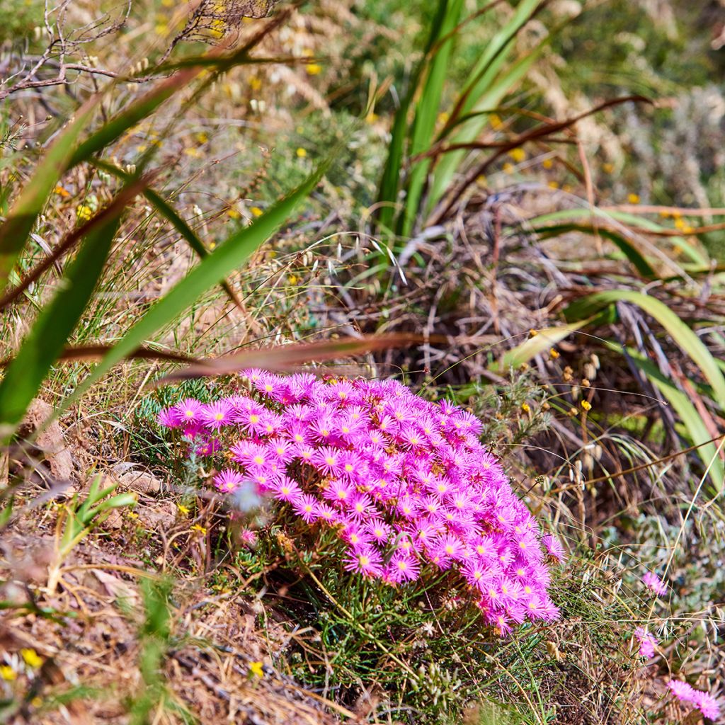 Delosperma cooperi