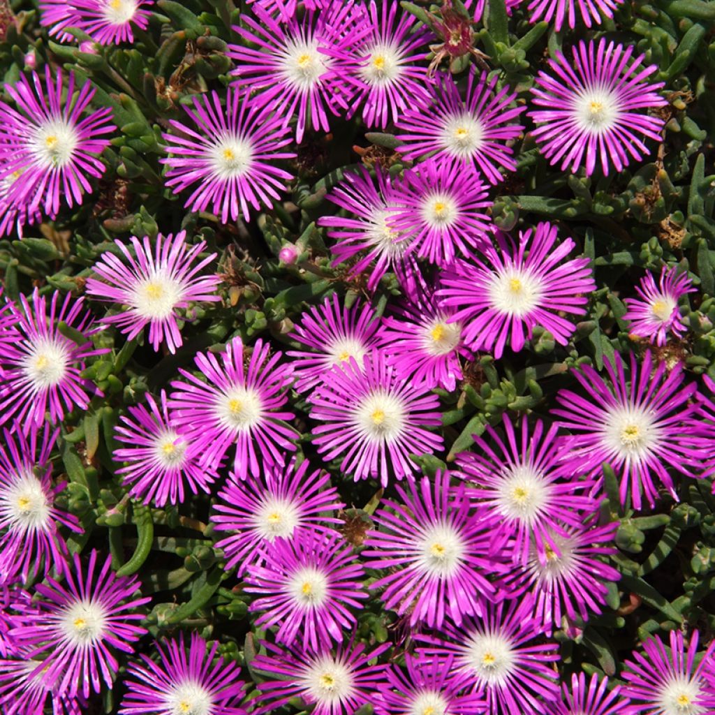 Delosperma floribundum Stardust em sementes