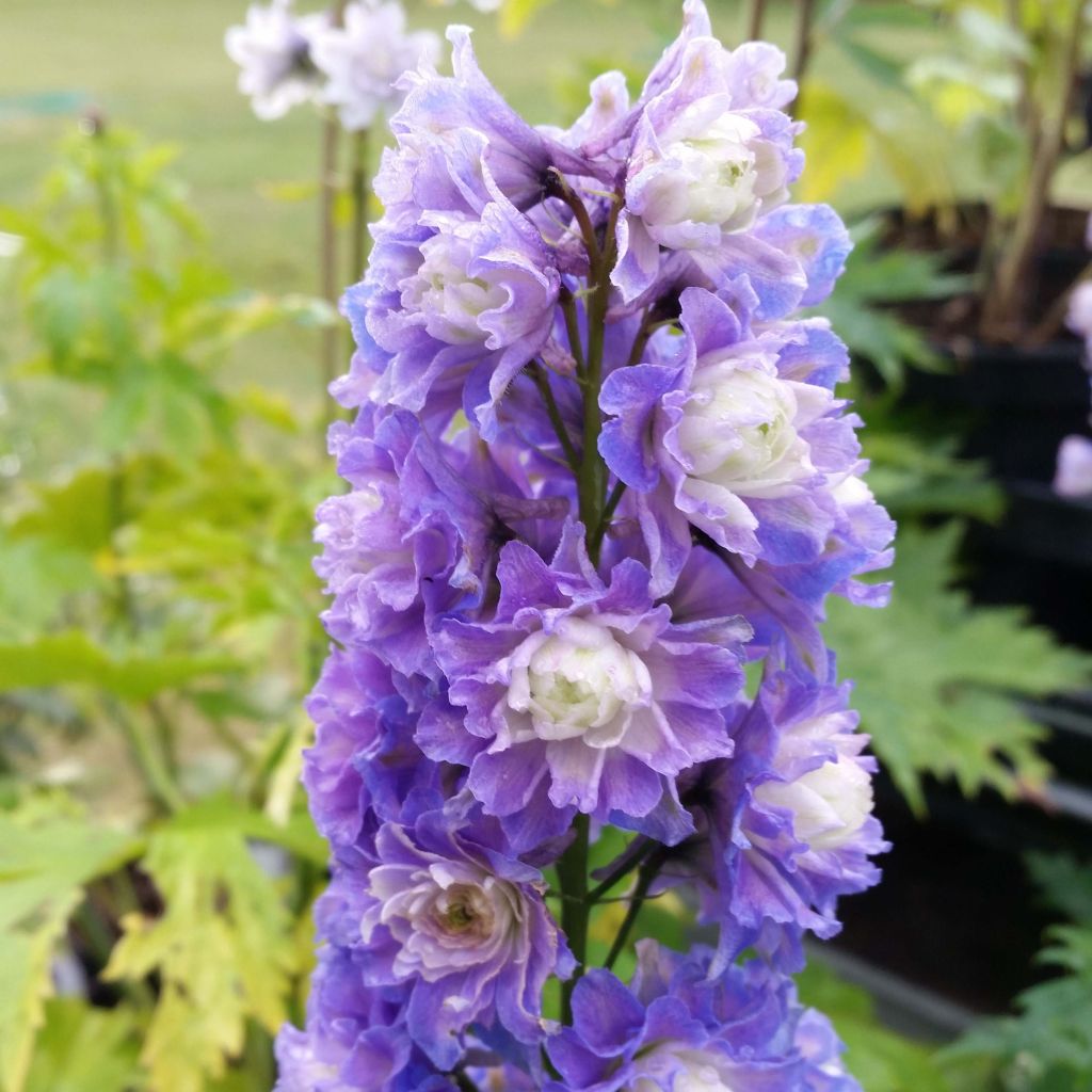 Delphinium Highlander Bolero