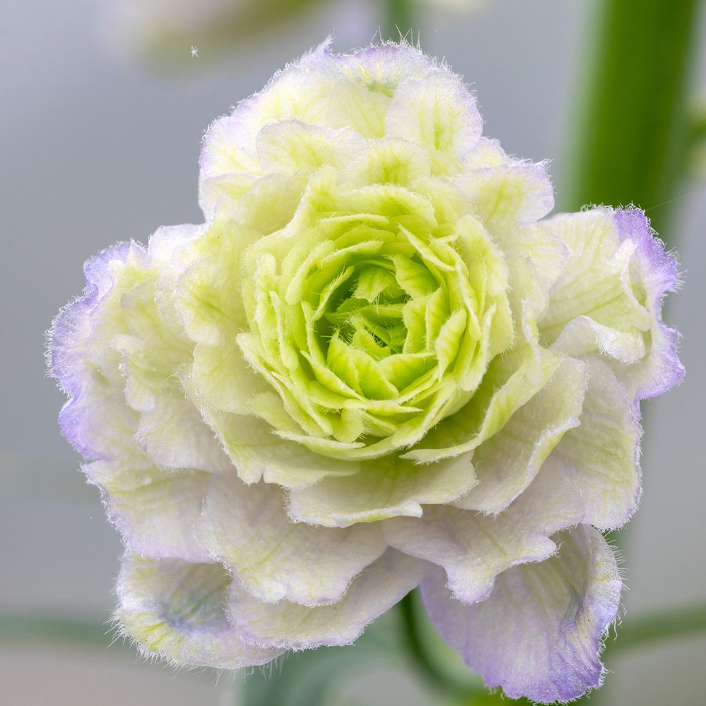 Delphinium Crystal Delight
