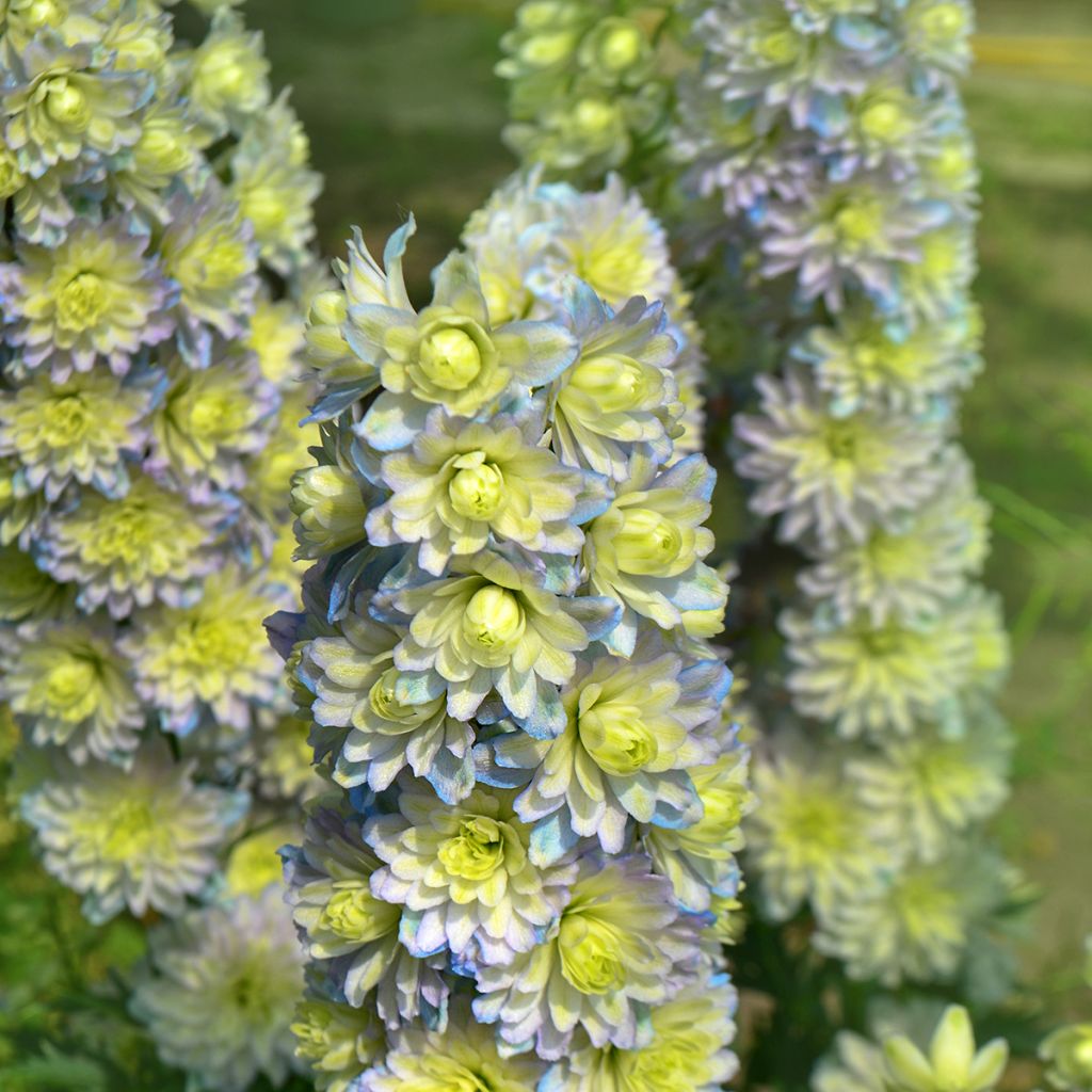 Delphinium Crystal Delight