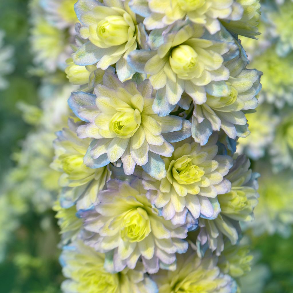 Delphinium Crystal Delight