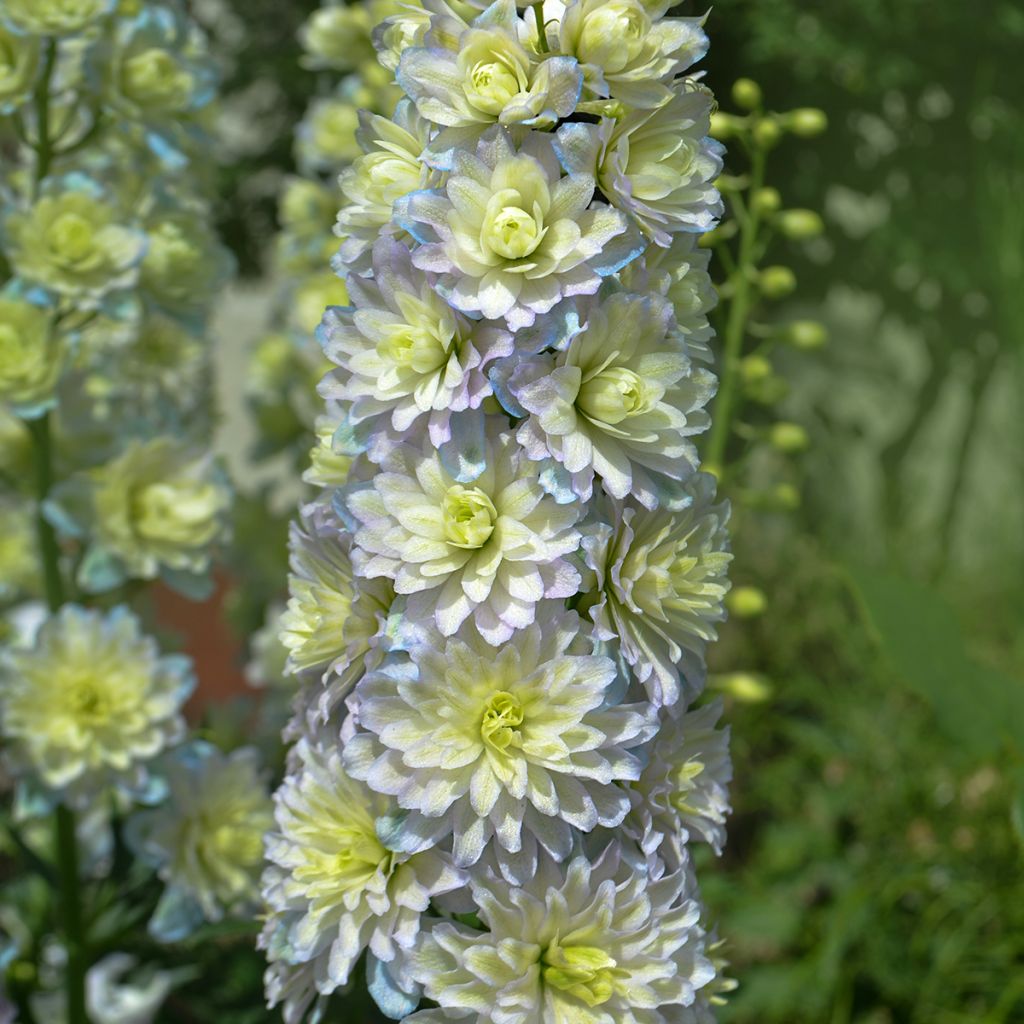 Delphinium Crystal Delight