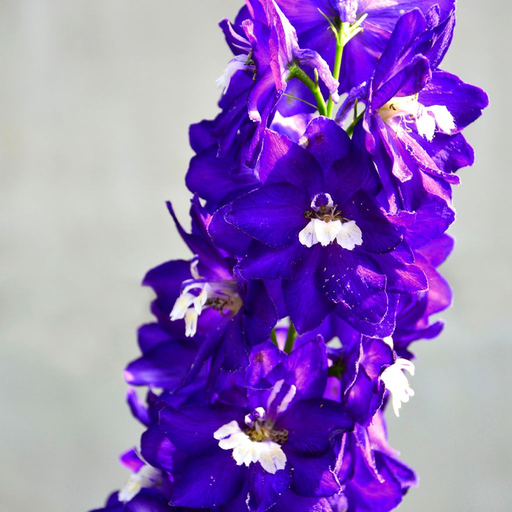 Delphinium Magic Fountain Dark Blue