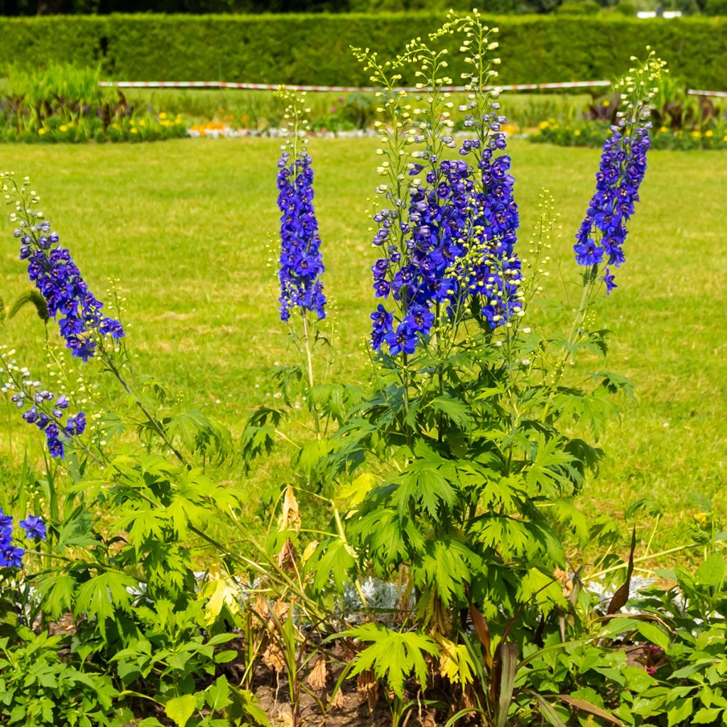 Delphinium Magic Fountain Dark Blue