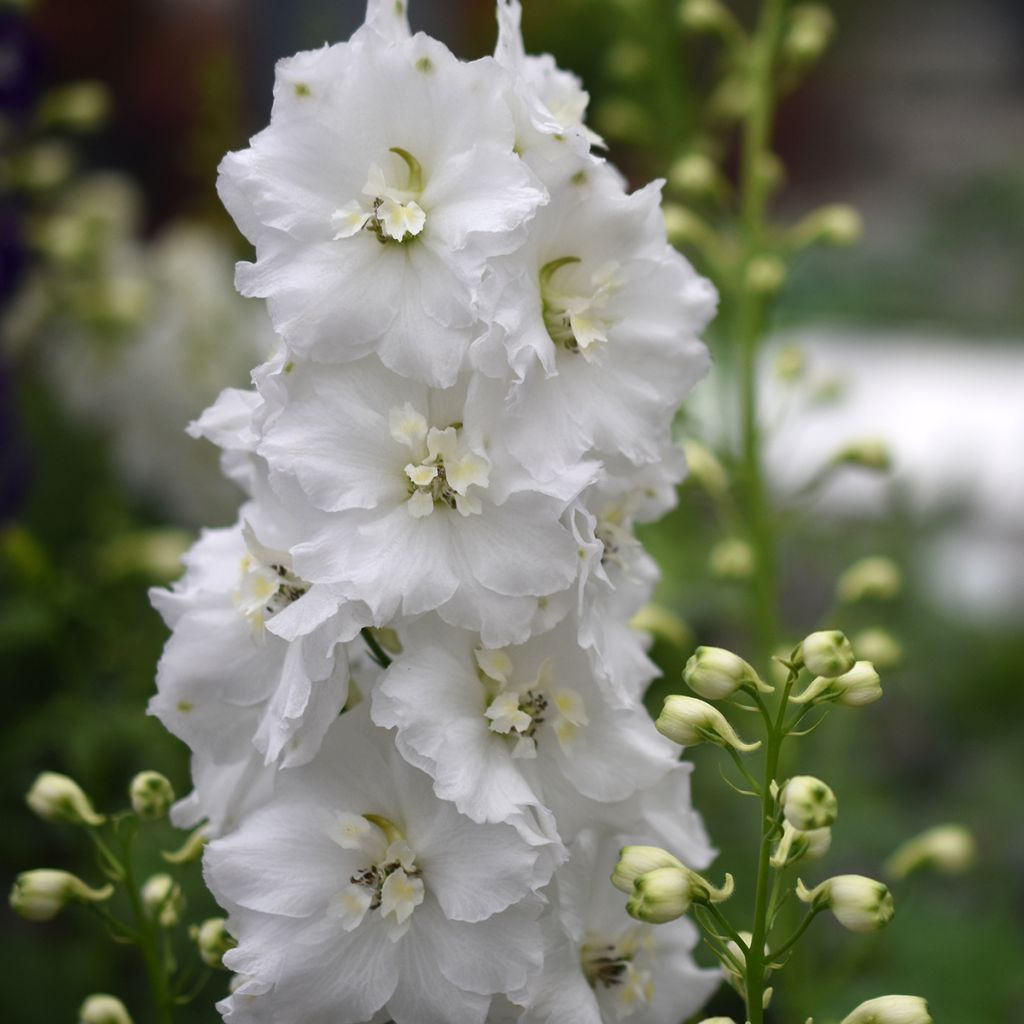 Delphinium elatum Guardian White
