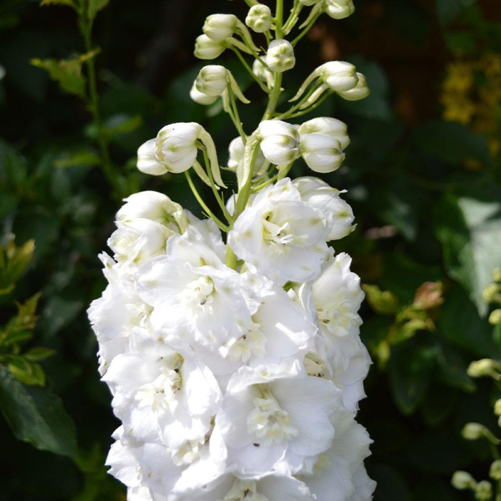 Delphinium elatum Guardian White