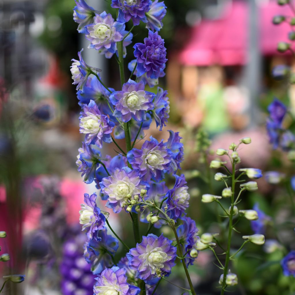Delphinium Highlander Bolero
