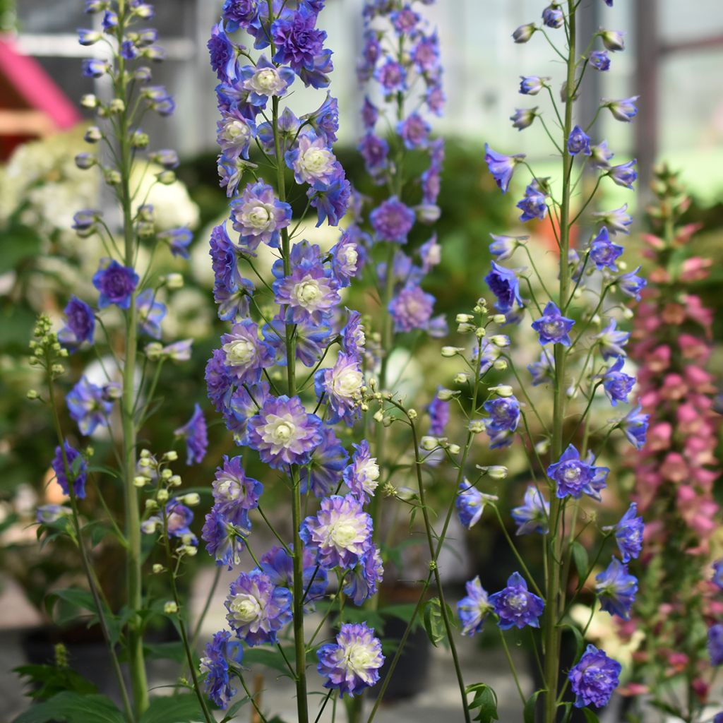 Delphinium Highlander Bolero