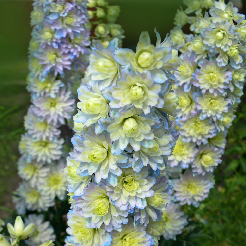 Delphinium Highlander Sweet Sensation